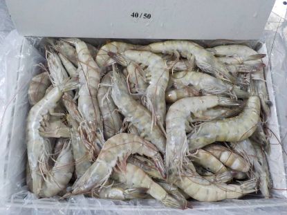 Picture of Tiger Prawn 41-50