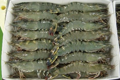 Picture of Tiger Prawn 13/15